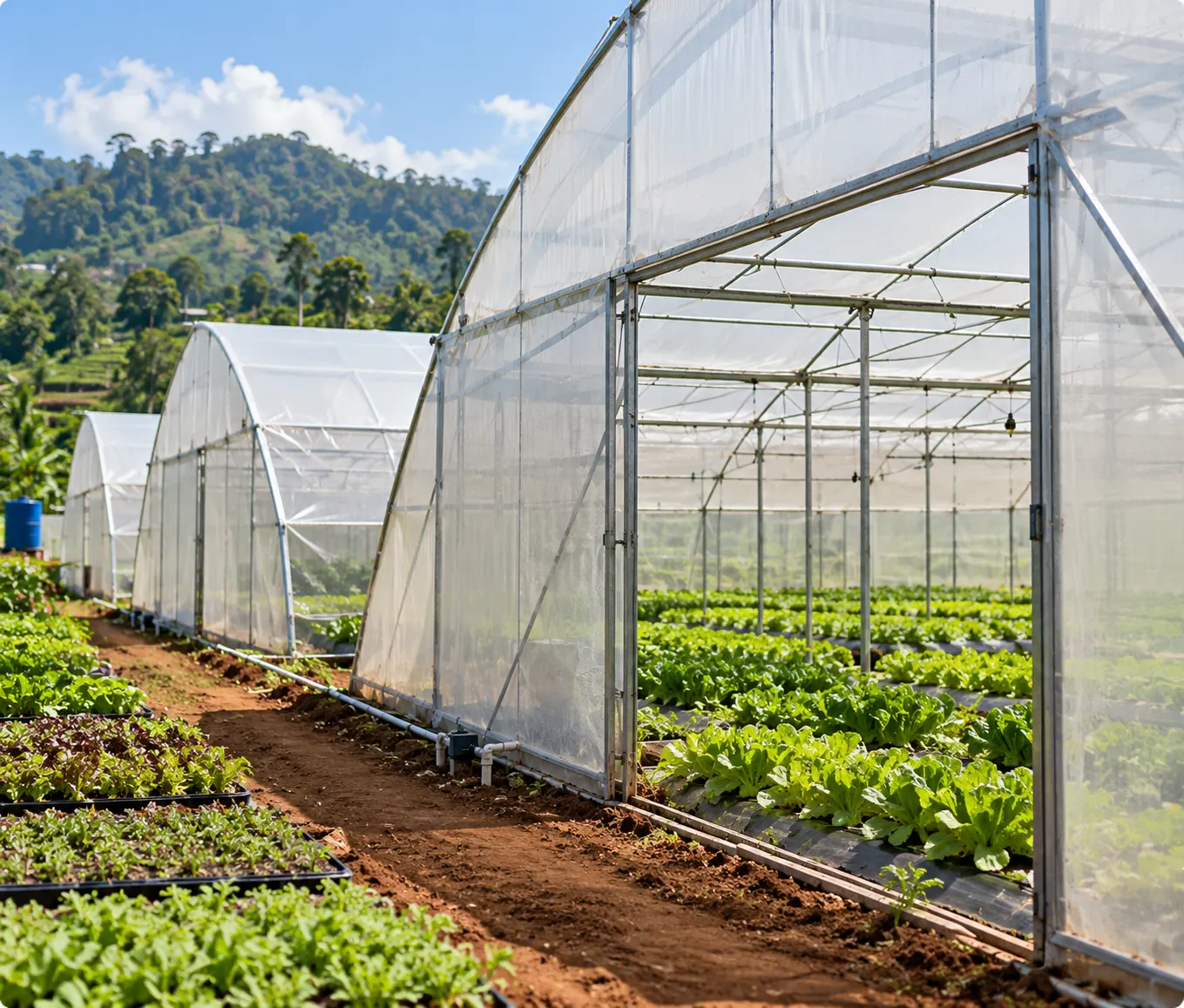 Greenhouses growing vegetables on a hillside