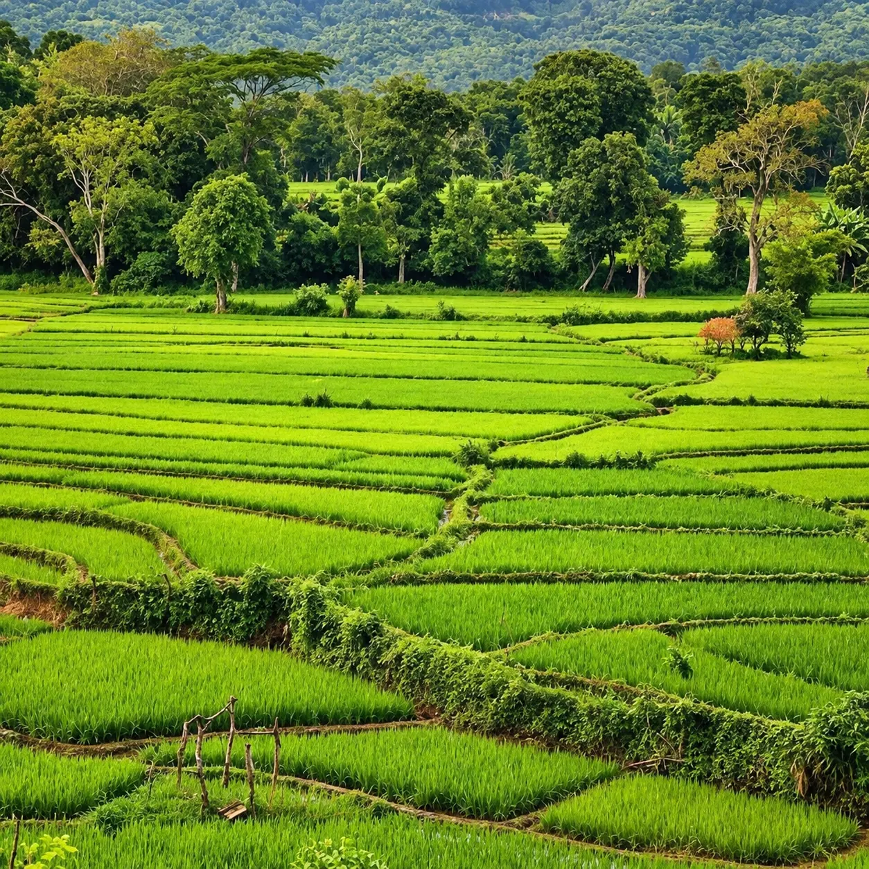 Sacred Beginnings for Modern Agriculture