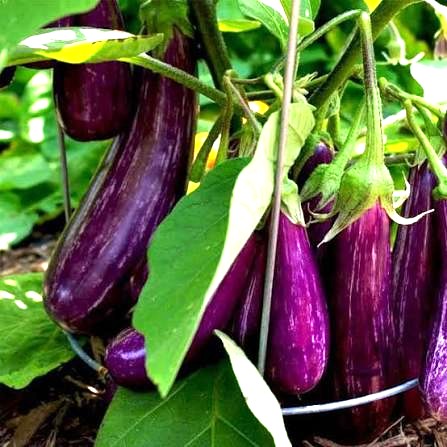 Premium Upcountry Root Vegetable වගාව