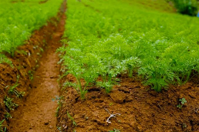 Premium Upcountry Root Vegetable වගාව