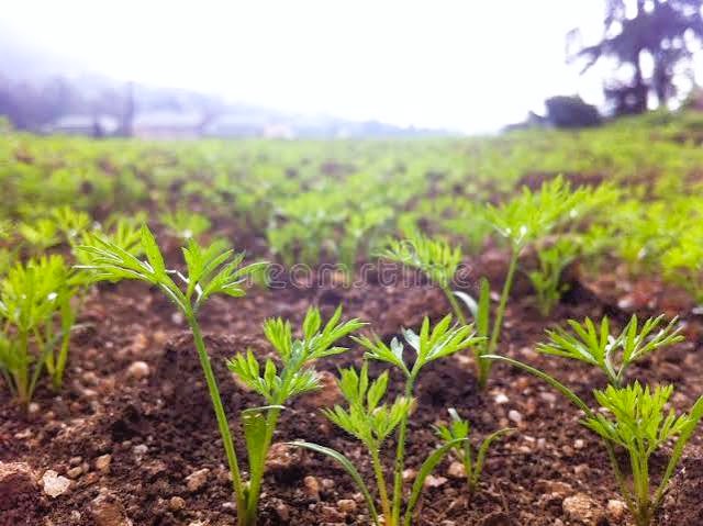 Premium Upcountry Root Vegetable වගාව