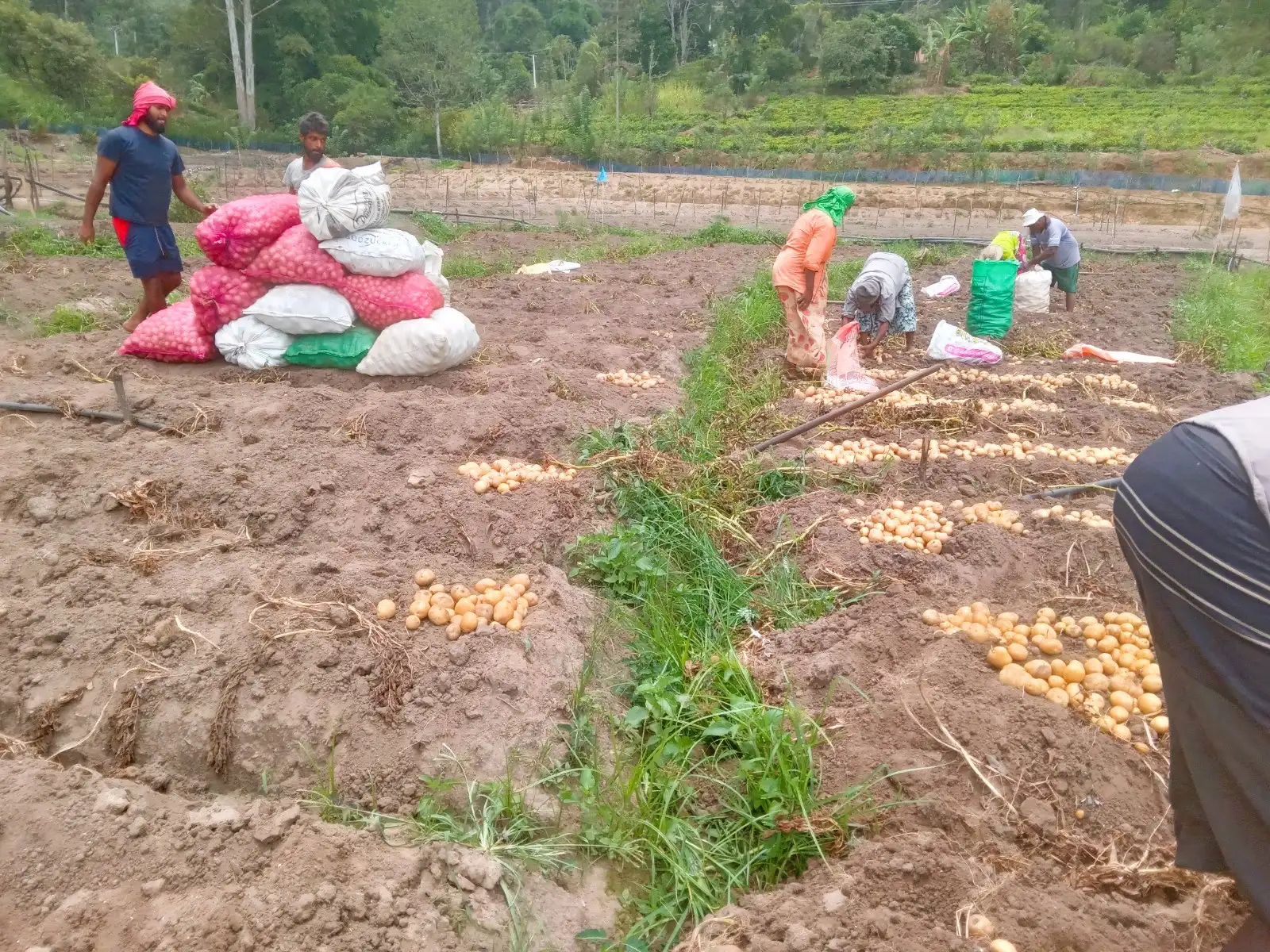 Premium Upcountry Root Vegetable වගාව