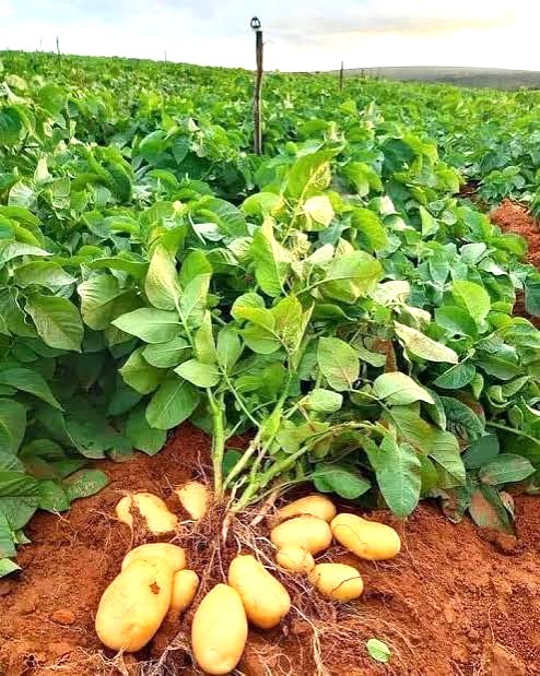 Premium Upcountry Root Vegetable වගාව