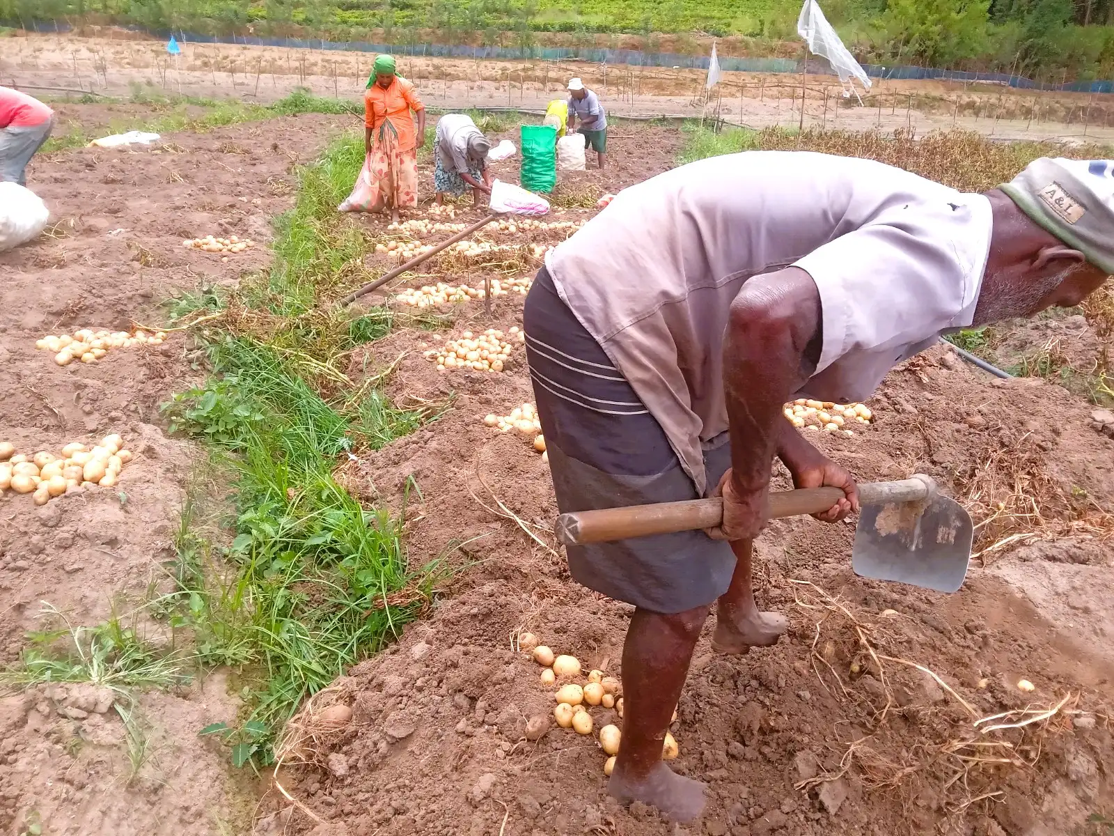 Premium Upcountry Root Vegetable වගාව