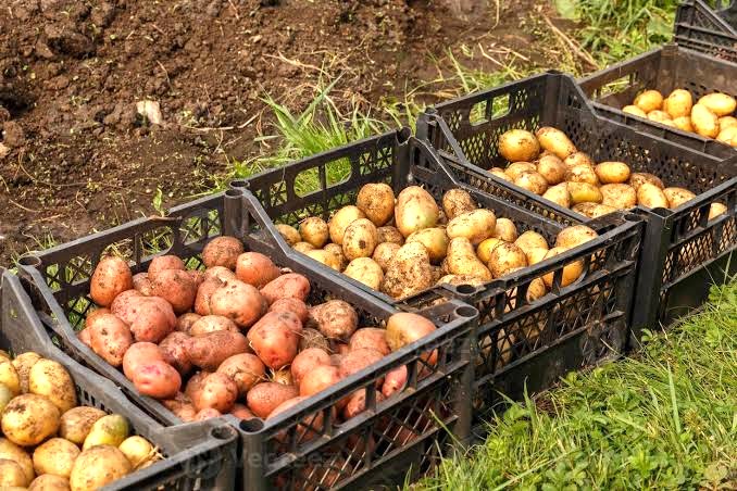Premium Upcountry Root Vegetable වගාව