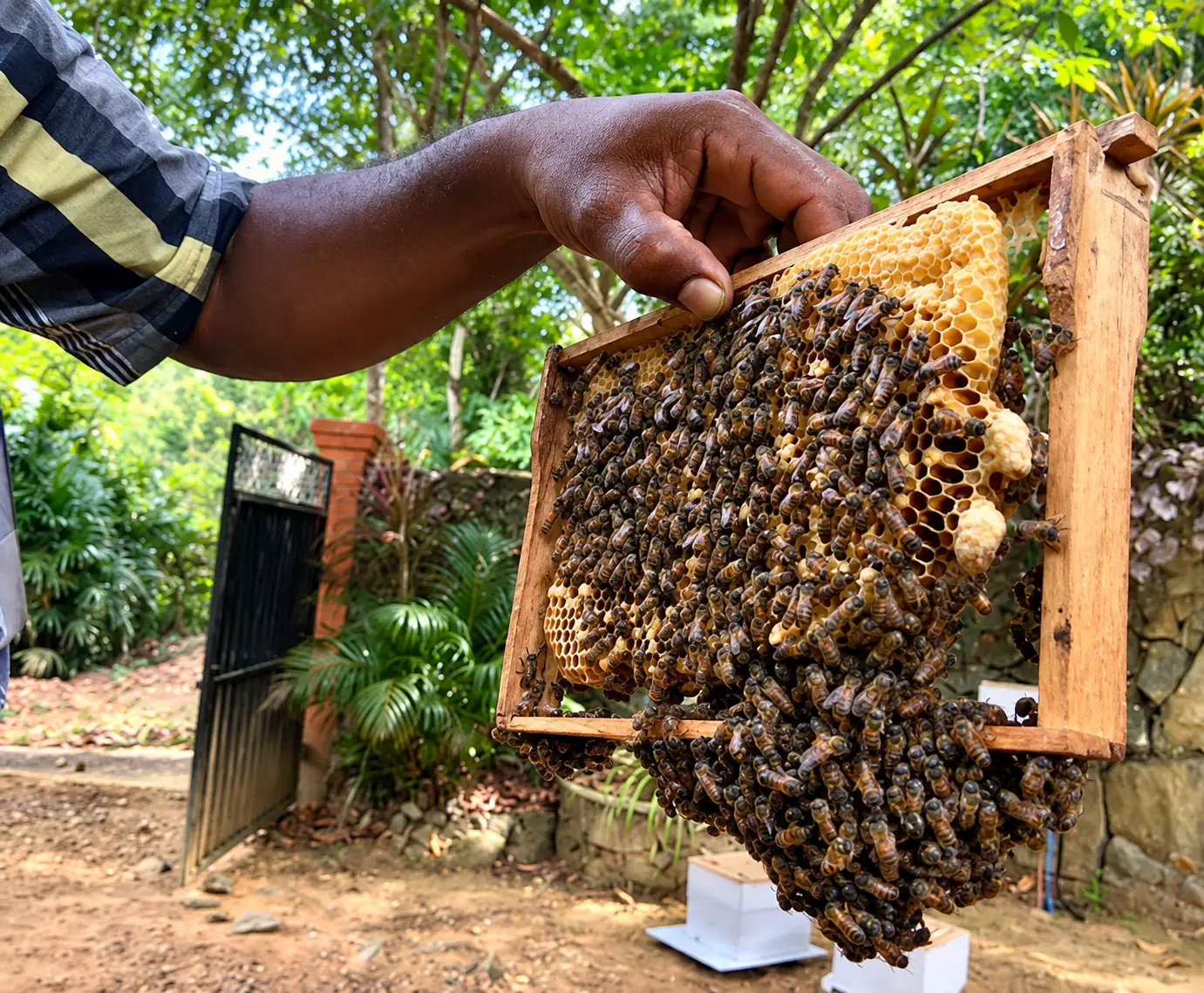 Bee keeping and honey production
