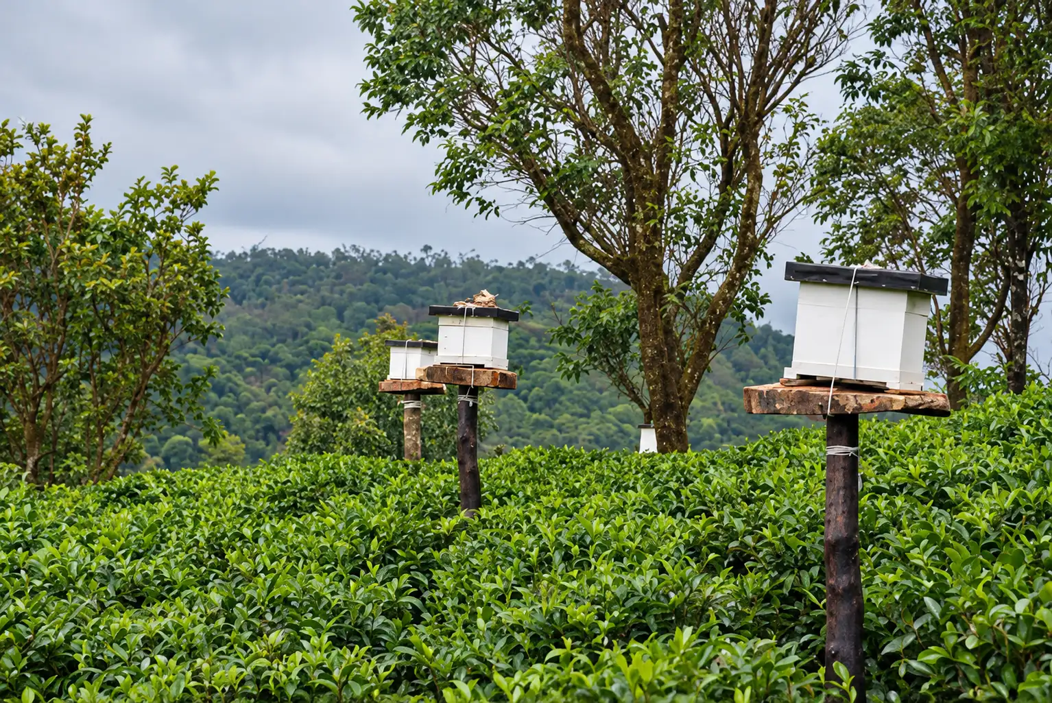 Bee keeping and honey production