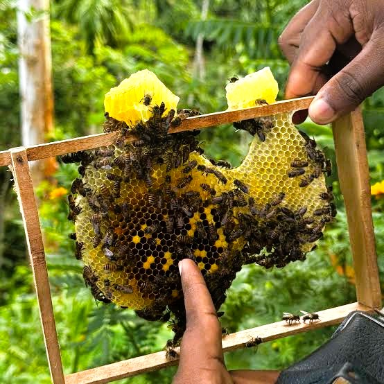 Bee keeping and honey production