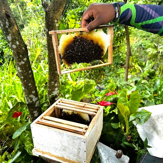 Bee keeping and honey production