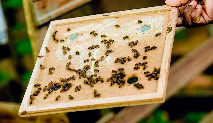 Bee keeping and honey production